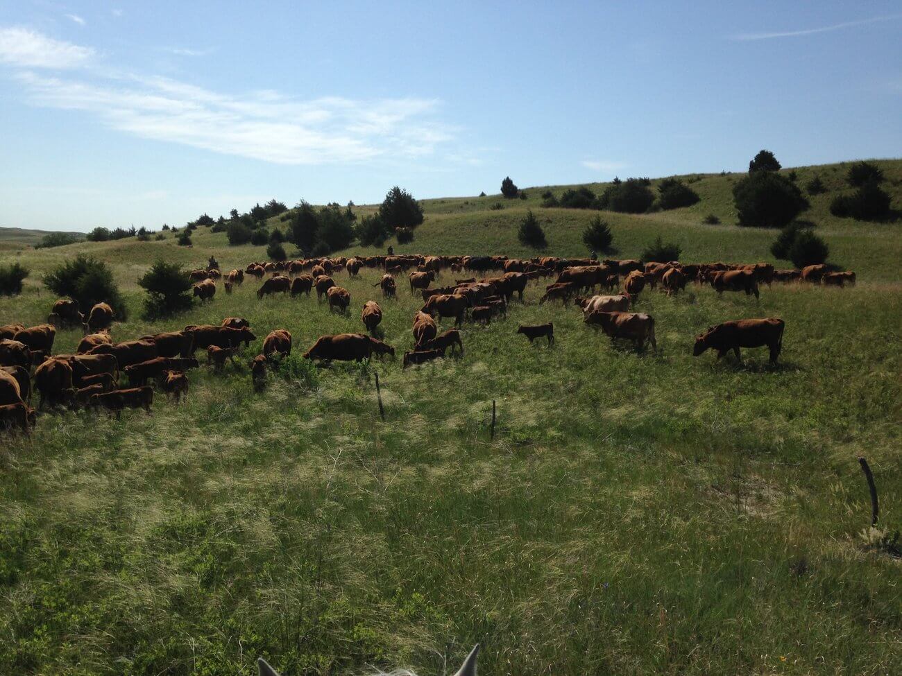 About - Finney Ranch